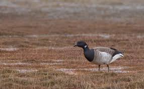 Attēlu rezultāti vaicājumam “Branta bernicla adult”