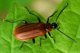 Attēlu rezultāti vaicājumam “Pyrochroidae”