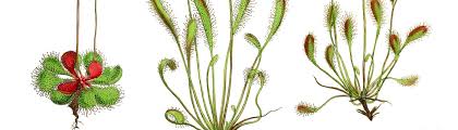 Attēlu rezultāti vaicājumam “Drosera x obovata leaf”