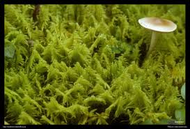 Attēlu rezultāti vaicājumam “Ptilium crista-castrensis”