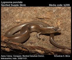 Attēlu rezultāti vaicājumam “Lycogala asperum”