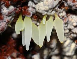 Attēlu rezultāti vaicājumam “Mucronella bresadolae”