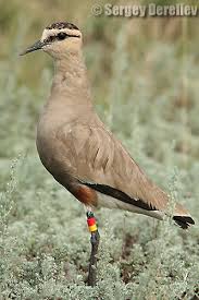 Image result for Vanellus gregarius