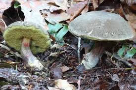 Attēlu rezultāti vaicājumam “Boletales”