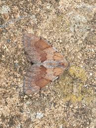 Attēlu rezultāti vaicājumam “Pennithera firmata”