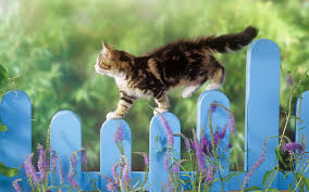 http://t0.gstatic.com/images?q=tbn:ANd9GcTMR80NCYRrpj6xbHOzyWWVeGcE_GXvwLgrmWHAmH9CO-lyOELJvQ