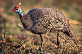 Attēlu rezultāti vaicājumam “Numida meleagris”