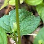 Attēlu rezultāti vaicājumam “Viola reichenbachiana leaf”