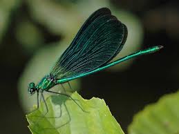 Attēlu rezultāti vaicājumam “Calopterygidae”