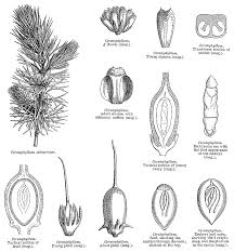 Attēlu rezultāti vaicājumam “Ceratophyllaceae”