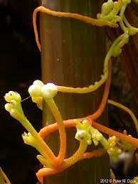 Attēlu rezultāti vaicājumam “Cuscuta epithymum subsp. trifolii flower”