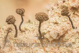 Attēlu rezultāti vaicājumam “Chaenotheca stemonea”