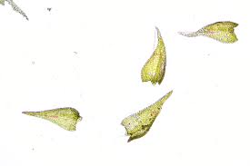 Attēlu rezultāti vaicājumam “Amblystegium serpens macro”