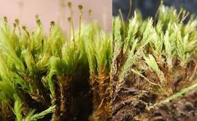 Attēlu rezultāti vaicājumam “Aulacomnium androgynum sporophyte”