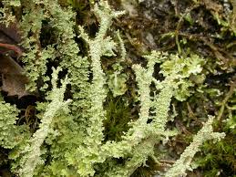 Attēlu rezultāti vaicājumam “Cladonia mitis”