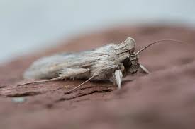 Attēlu rezultāti vaicājumam “Cucullia umbratica”