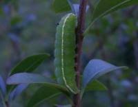 Attēlu rezultāti vaicājumam “Craniophora ligustri larva”