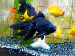 Image result for 出目金