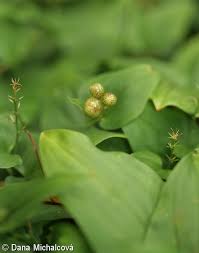 Attēlu rezultāti vaicājumam “Maianthemum bifolium bud”