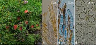 Attēlu rezultāti vaicājumam “Rimbachia neckerae”