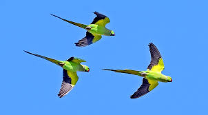 Image result for Psittacula krameri