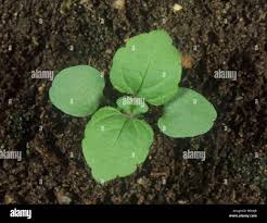 Attēlu rezultāti vaicājumam “Veronica persica leaf”