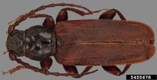 Attēlu rezultāti vaicājumam “Tetropium fuscum”