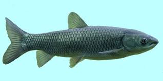 Image result for Mylopharyngodon piceus