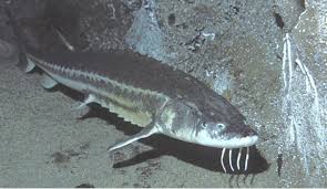 Image result for Acipenser medirostris