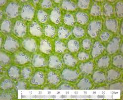 Attēlu rezultāti vaicājumam “Lophocolea minor macro”