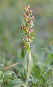 Attēlu rezultāti vaicājumam “Coeloglossum viride leaf”
