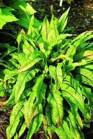 Image result for Rumex sanguineum