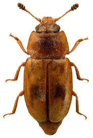 Attēlu rezultāti vaicājumam “Epuraea sp.”