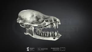 Attēlu rezultāti vaicājumam “Myotis dasycneme”