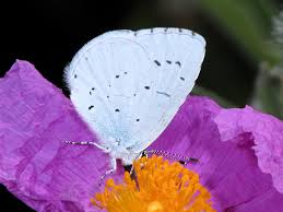 Attēlu rezultāti vaicājumam “Celastrina argiolus”