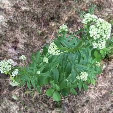 Attēlu rezultāti vaicājumam “Valeriana officinalis”