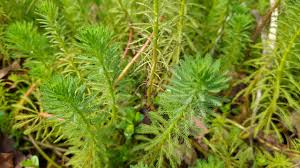 「粉綠狐尾藻」的圖片搜尋結果