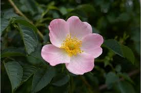 Image result for Rosa canina