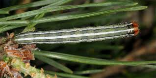 Attēlu rezultāti vaicājumam “Panolis flammea”