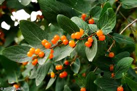 Attēlu rezultāti vaicājumam “Lonicera tatarica”