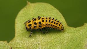 Attēlu rezultāti vaicājumam “Psyllobora vigintiduopunctata”