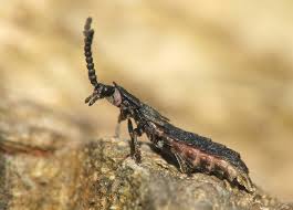 Attēlu rezultāti vaicājumam “Phosphaenus hemipterus”