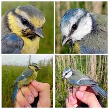 Attēlu rezultāti vaicājumam “Cyanistes caeruleus adult”