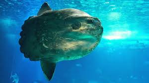 Image result for Mola alexandrini