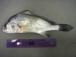 Image result for Aplodinotus grunniens