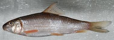 Image result for Moxostoma erythrurum