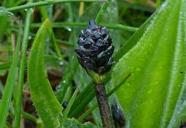 Attēlu rezultāti vaicājumam “Plantago media bud”