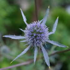 Attēlu rezultāti vaicājumam “Eryngium planum”