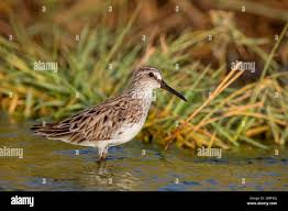 Attēlu rezultāti vaicājumam “Calidris falcinellus”