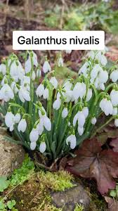 Attēlu rezultāti vaicājumam “Galanthus nivalis leaf”